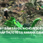 Máy băm tàu dừa cho resort - Giải pháp thực tế Amiana Cam Ranh